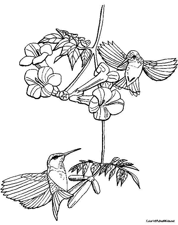 Deux colibris pour enfants de Hummingbird