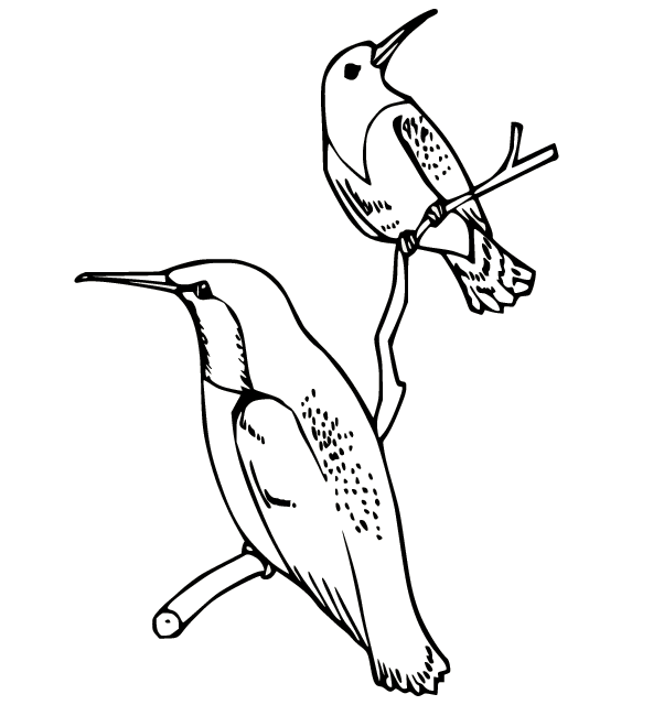 Dos colibríes en la rama de Hummingbird