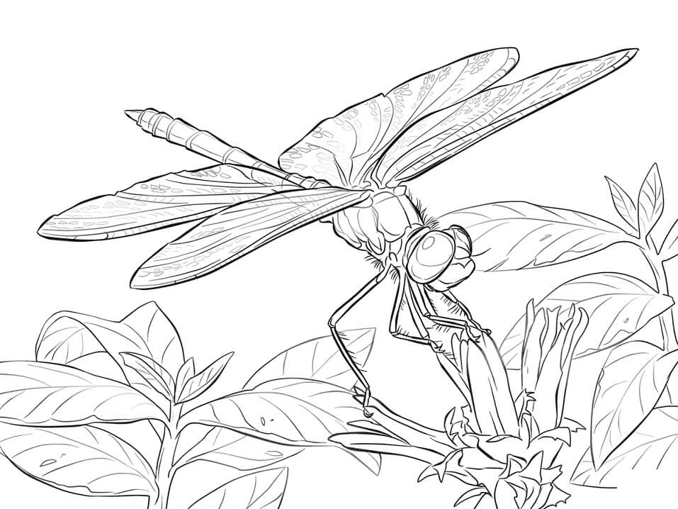 Yellow Winged Darter Dragonfly Coloring Page