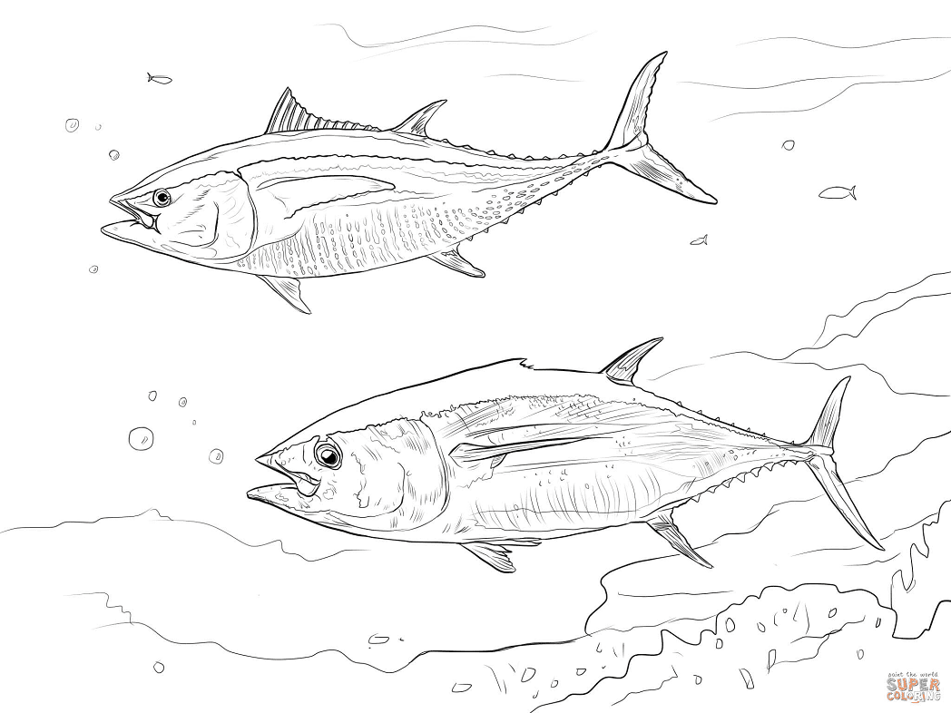 Yellowfin Tuna Coloring Page