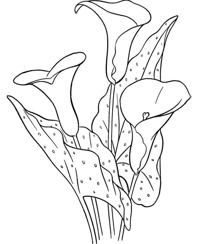 Spring Lilies in May Coloring Page