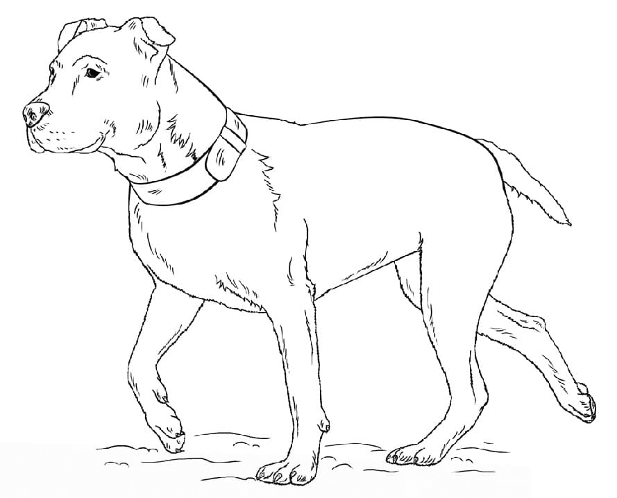 Pagina da colorare di Pitbull Terrier americano