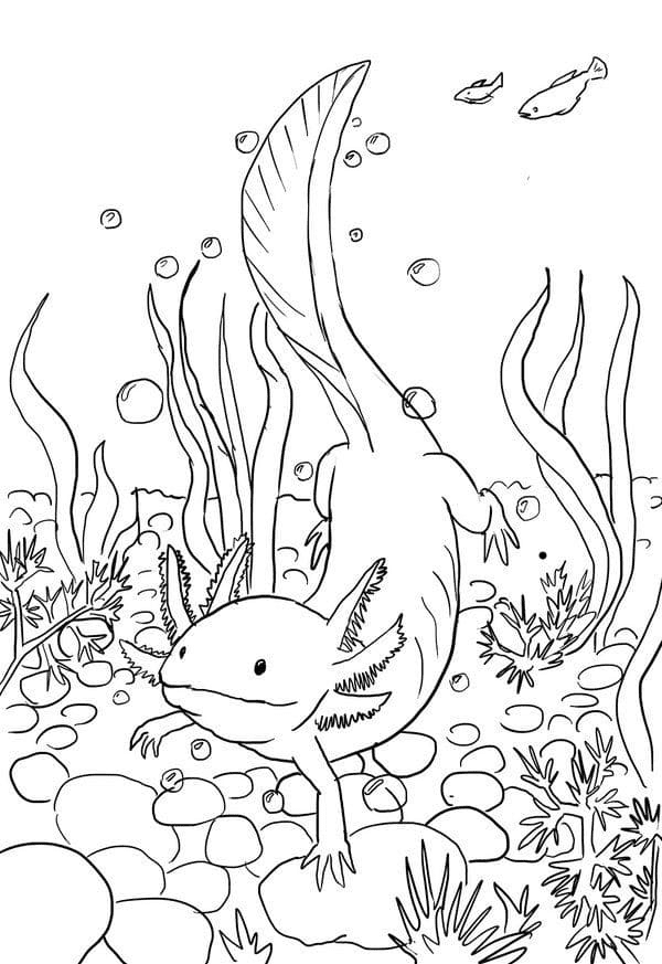 Axolotl Swimming Coloring Page