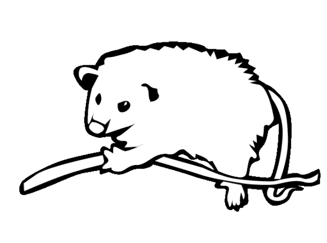 Baby Possum Coloring Page