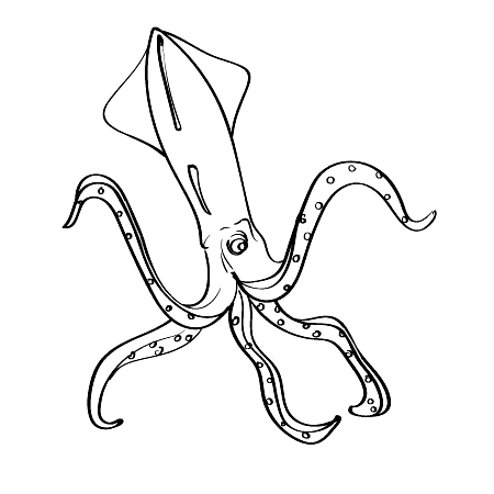 Cartoon Squid for Kids Coloring Page