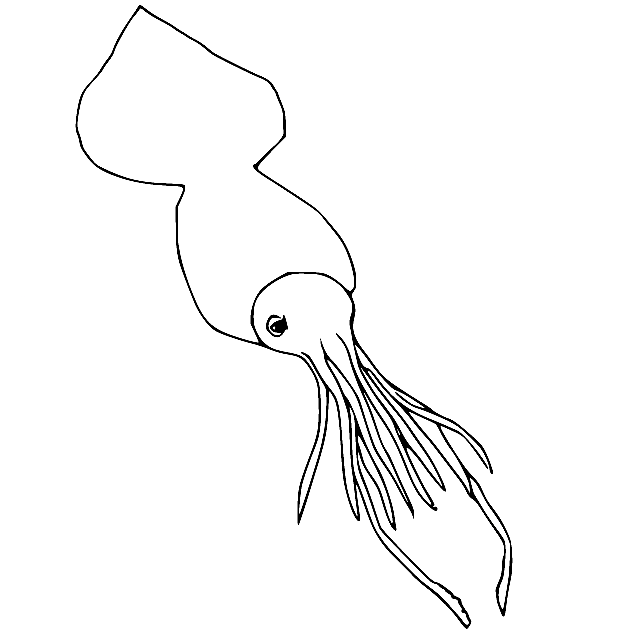 Colossal Squid Coloring Page