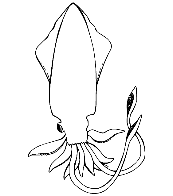European Squid Coloring Page