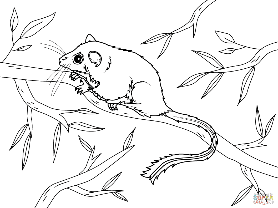 Feathertail Glider Coloring Page