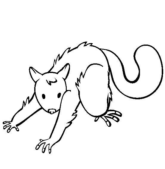 Free Printable Possum Coloring Pages Possum Coloring Pages Coloring 