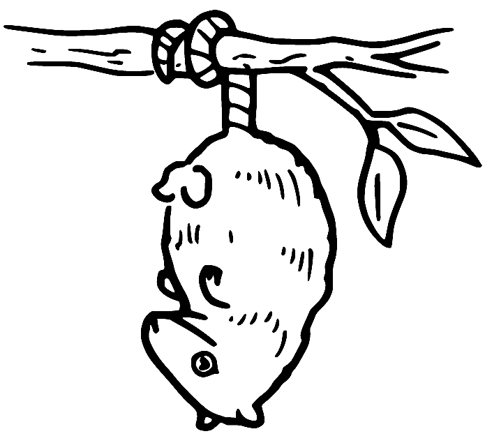 Hanging Possum Coloring Pages