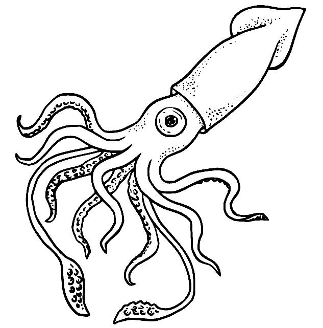 Calamar Humboldt de Calamar