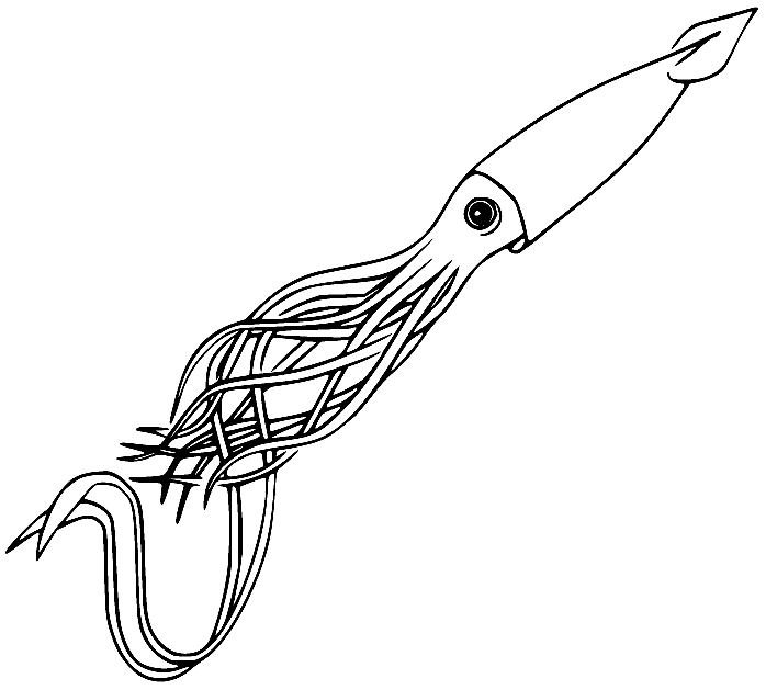 Calamar largo de calamar