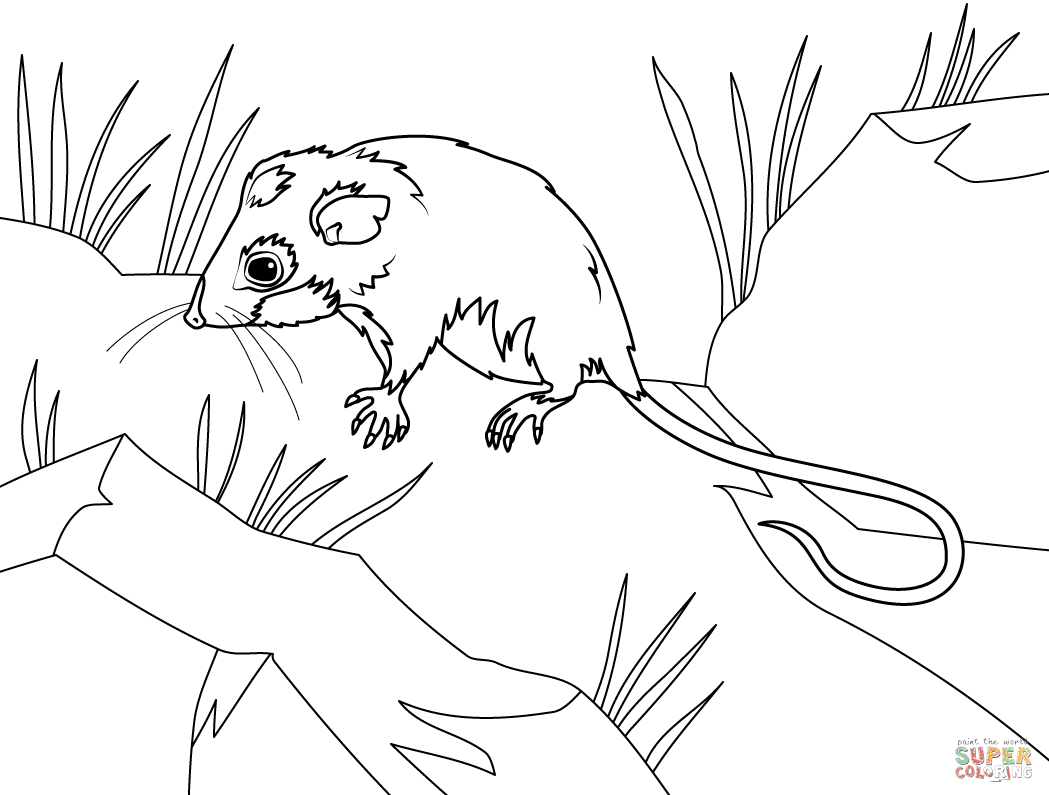 Mountain Pygmy Possum Coloring Page