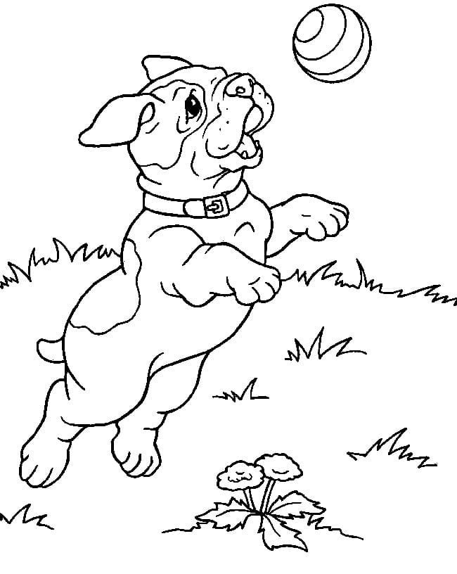 Pitbull Playing Coloring Pages