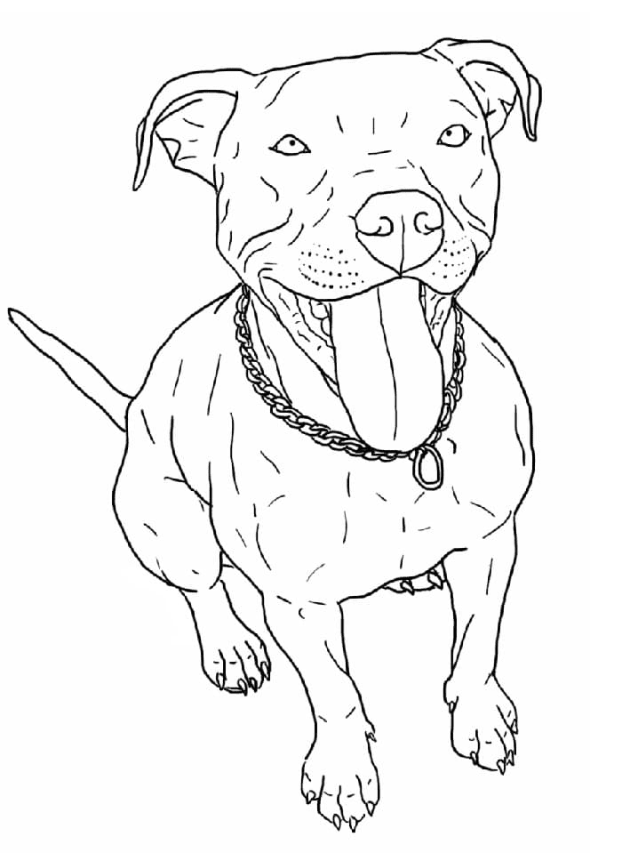 Pitbull Sheets Coloring Pages