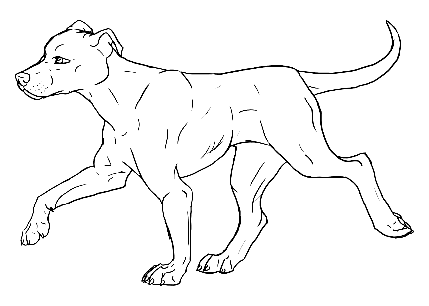 Pitbull is Walking Coloring Page