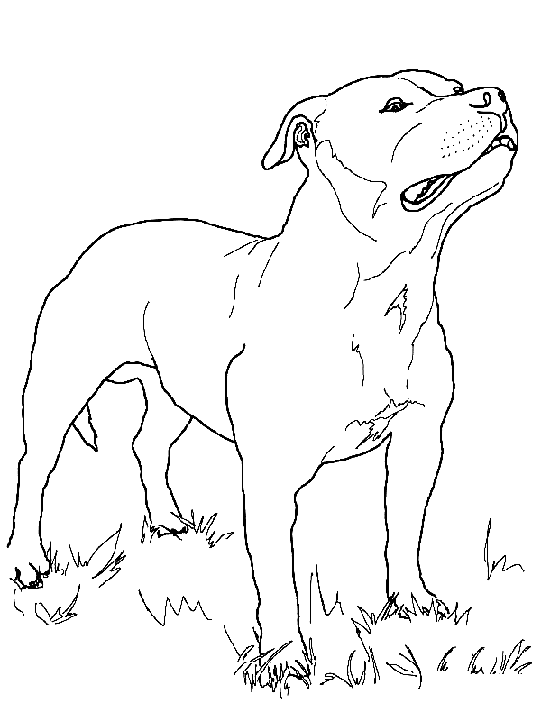 Pitbull on Grass Coloring Page