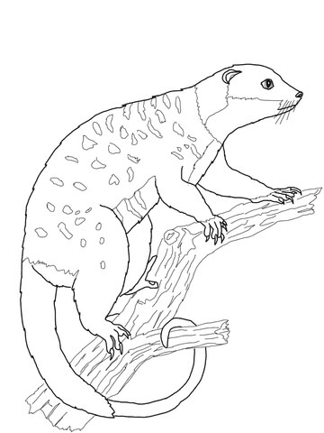 Possum Cuscus de Possum