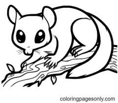 Possum Coloring Pages