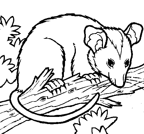Gambá de Possum