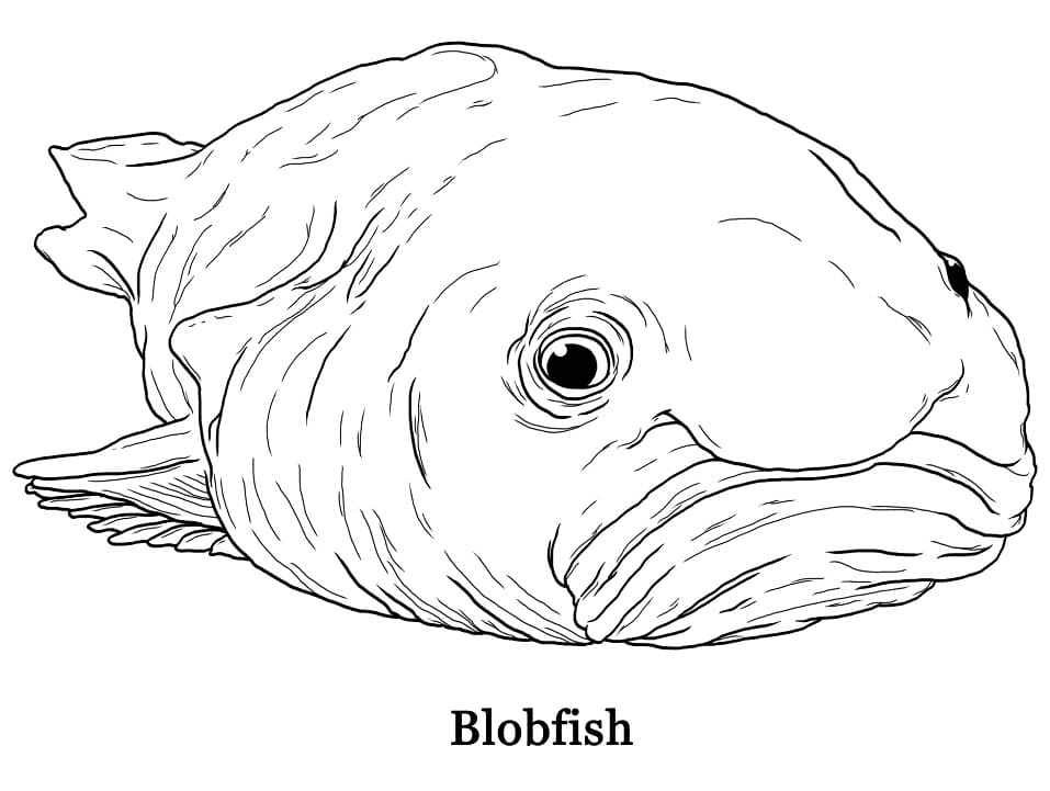 Hojas imprimibles de Blobfish para colorear