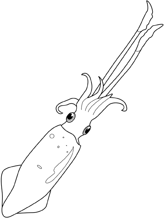 Printable Squid for Kids Coloring Page