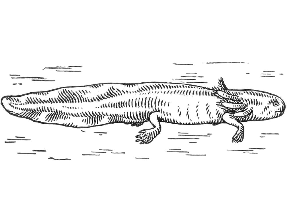 Realistische Axolotl van Axolotl