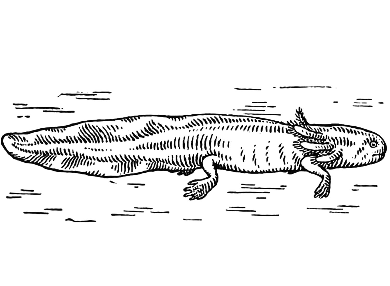 Realistic Axolotl Coloring Pages