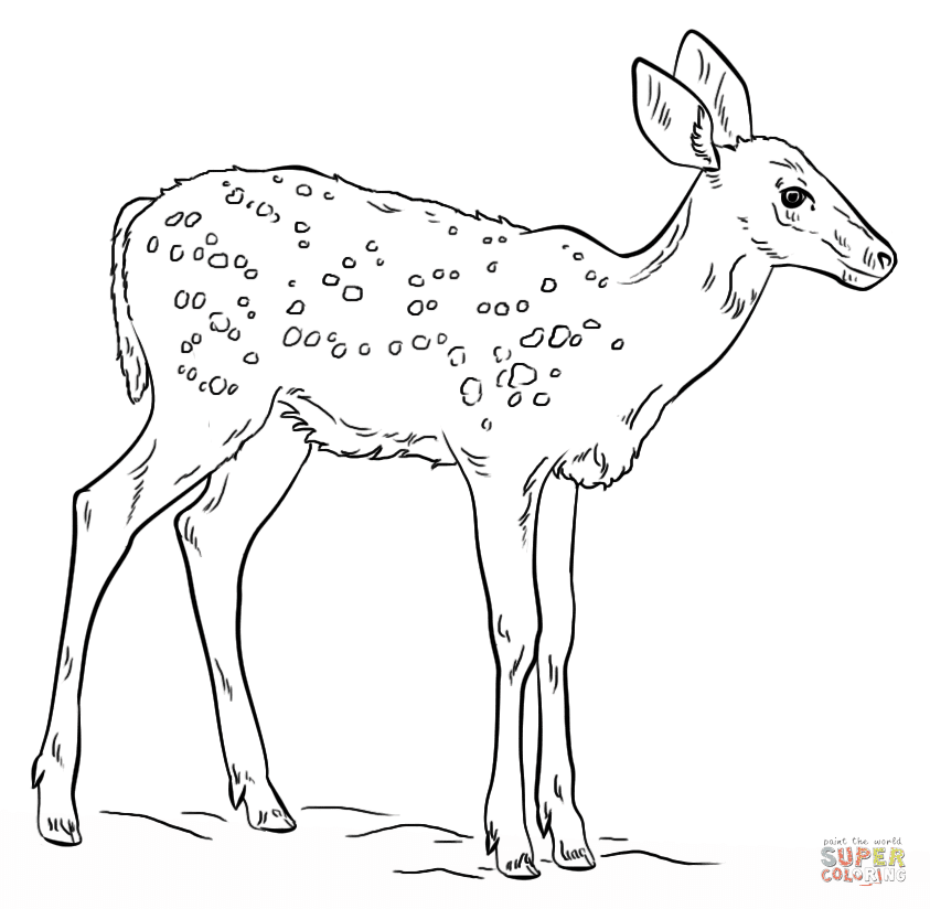 Realistic Fawn Coloring Pages