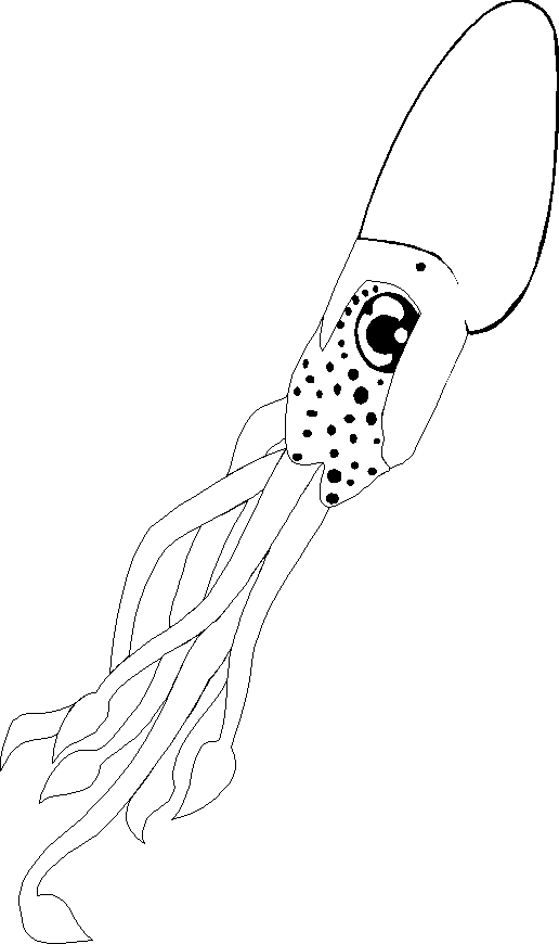 Inktvis voor kinderen van Squid
