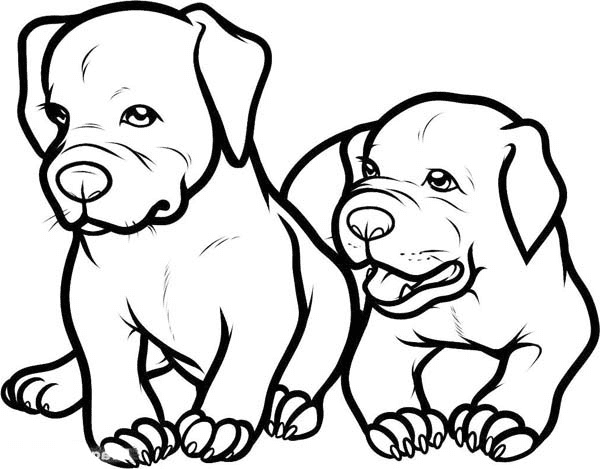Two Baby Pitbulls Coloring Page