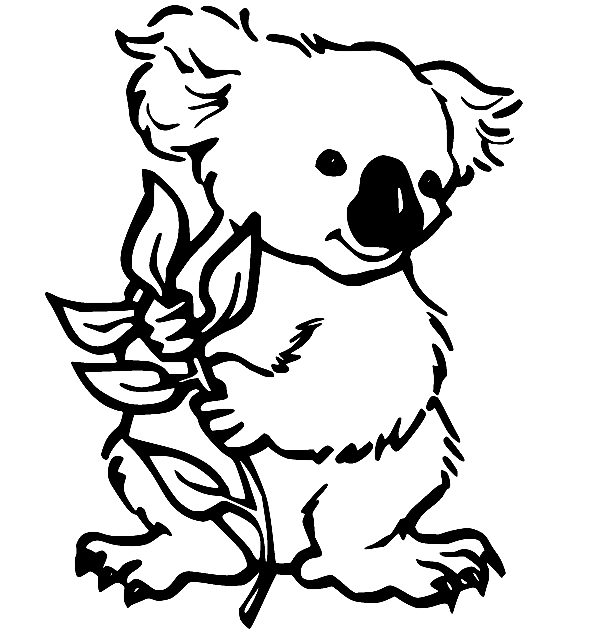 Bebé koala comiendo hojas de koala
