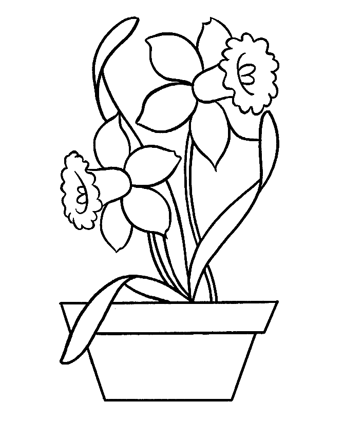 Daffodils In Flower Pot Coloring Page