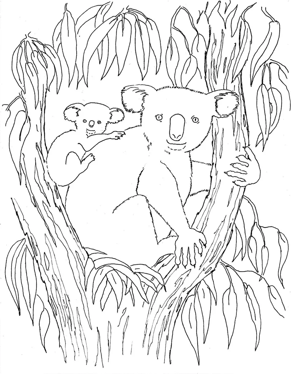 Koala Pictures Coloring Pages