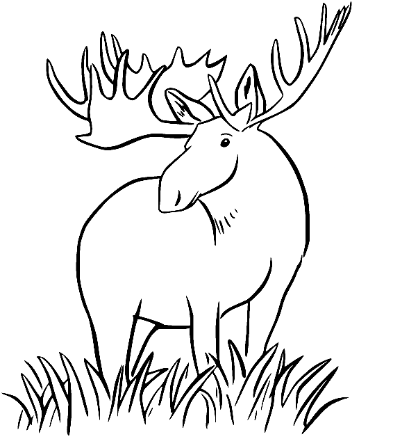 Elch im Gras von Moose