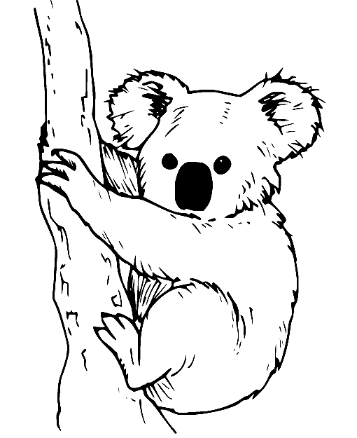 Realistic Koala Coloring Page