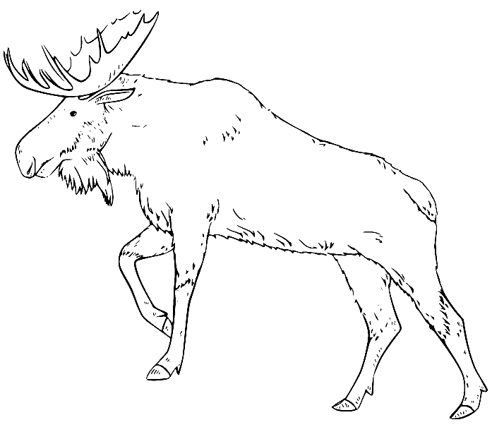 Moose 为儿童打造的逼真驼鹿