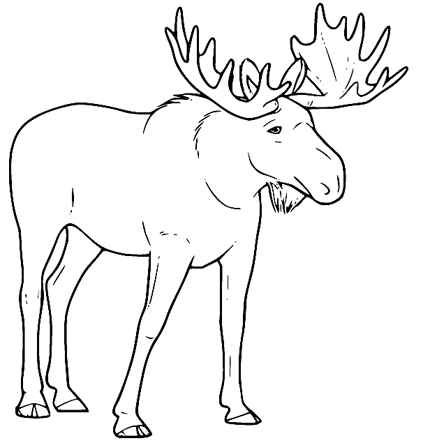 Realistic Moose Coloring Pages