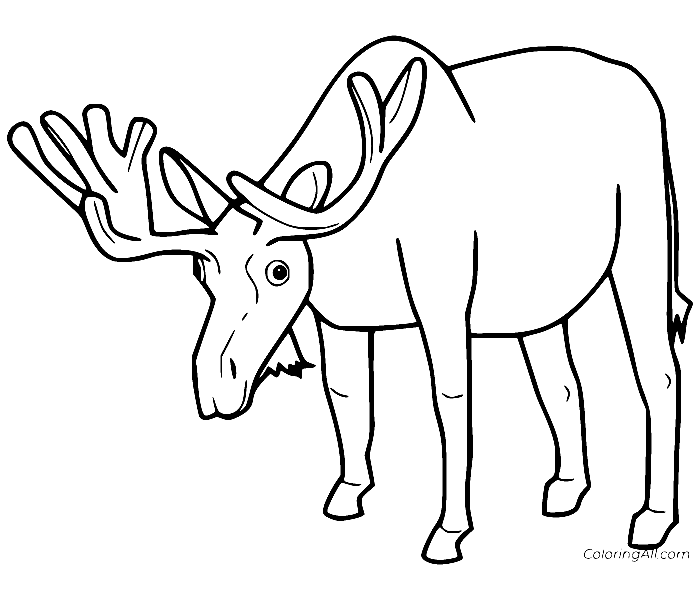 Orignal simple de Moose