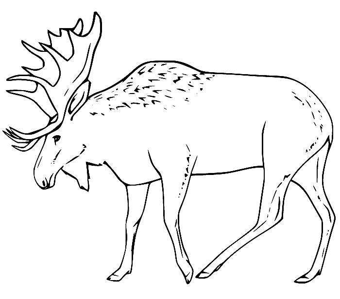 Strong Realistic Moose Coloring Page