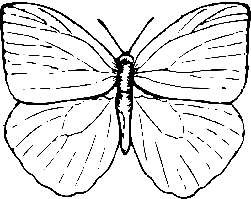 Butterfly Free Printable Coloring Page
