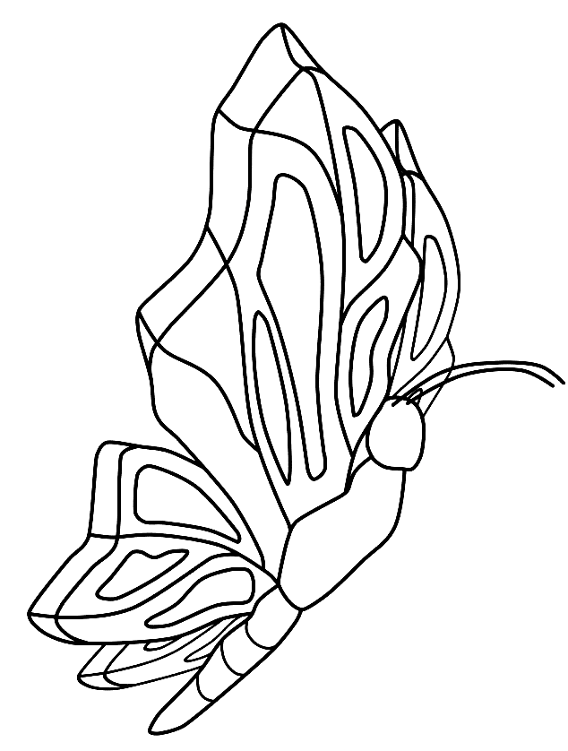 Butterfly Sketch Coloring Page