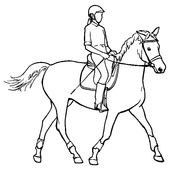 Pferdesportbild aus Pferdesport