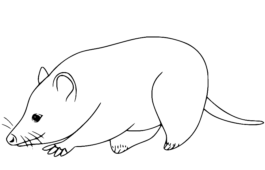 Fat Opossum Coloring Page