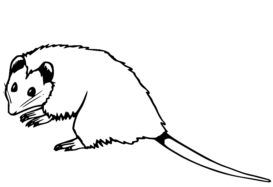 Free Opossum Coloring Page