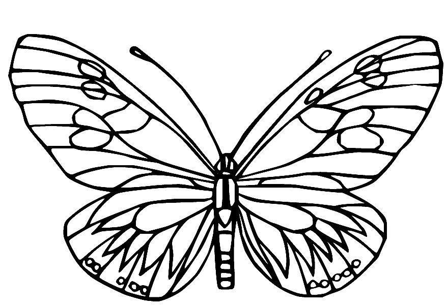 Раскраска Императорская бабочка Хакберри