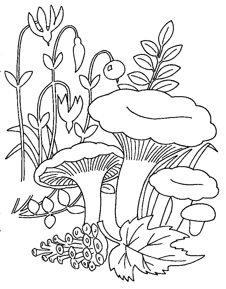 Pilze Paddestoelen Kleurplaten Mushroom Grzyby Druku Kurki Champignons 