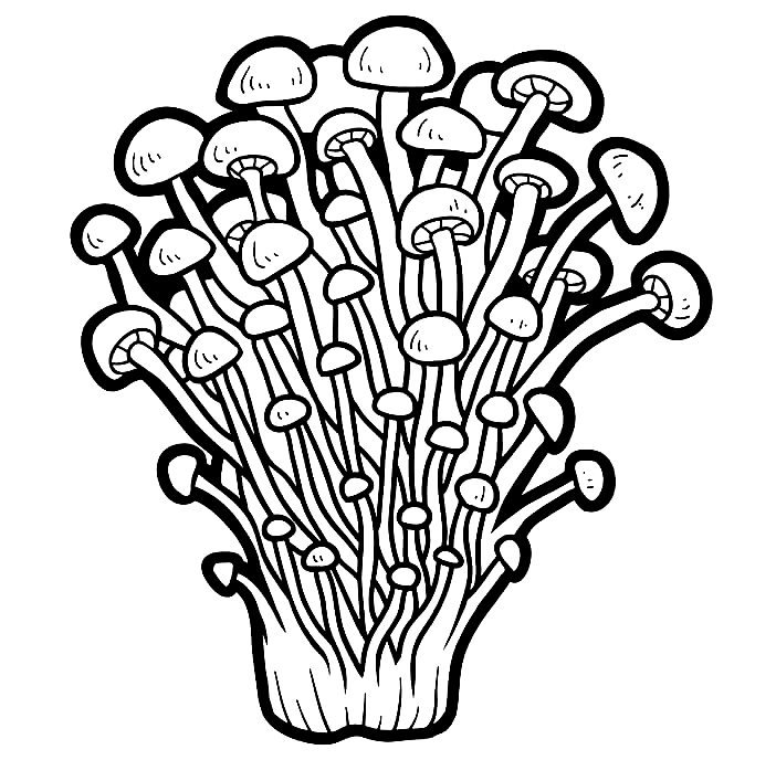 Photos de champignons de Mushroom