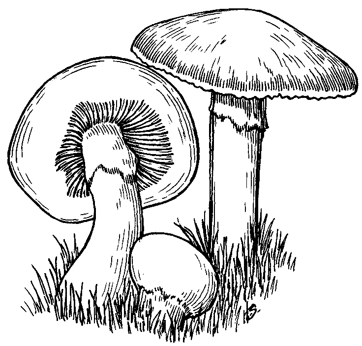 从蘑菇打印蘑菇