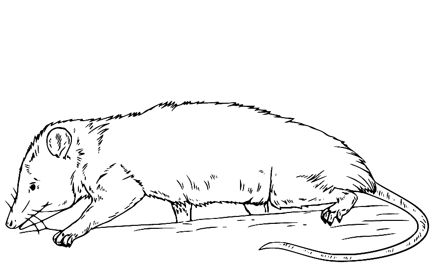 Opossum Walking on the Tree Coloring Page